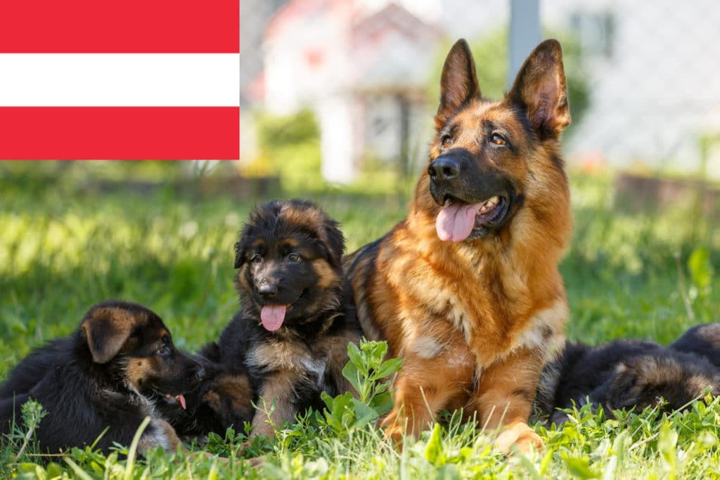 Schäferhund Züchter mit Welpen Österreich