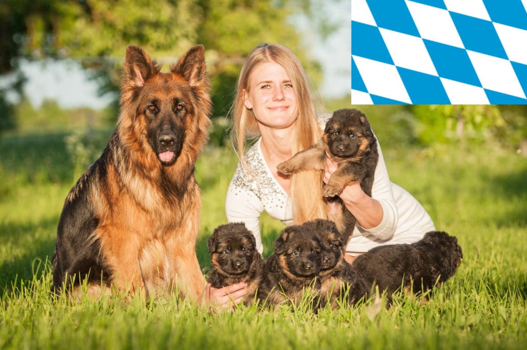 Schäferhund Züchter mit Welpen Bayern