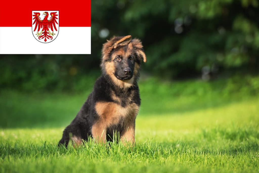 Schäferhund Züchter mit Welpen Brandenburg