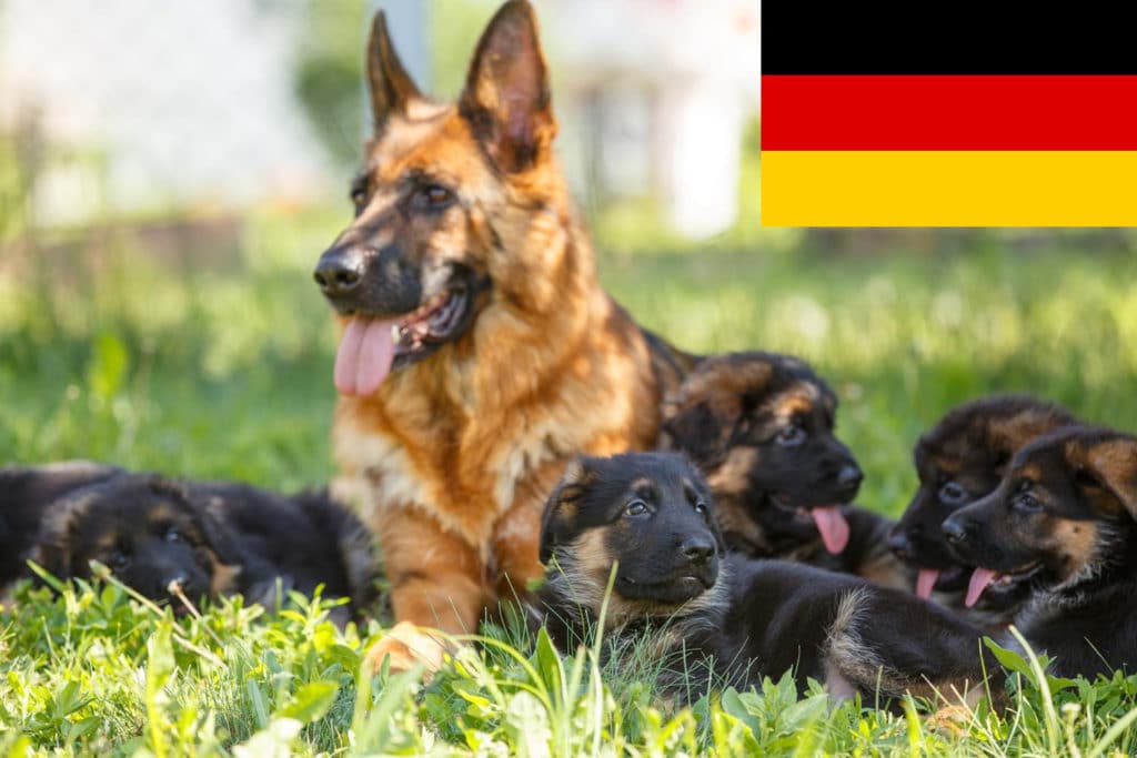 Schäferhund Züchter mit Welpen Deutschland