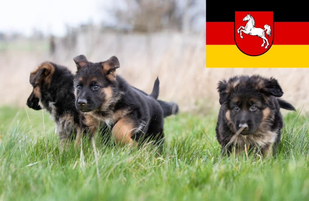 Schäferhund Züchter mit Welpen Niedersachsen