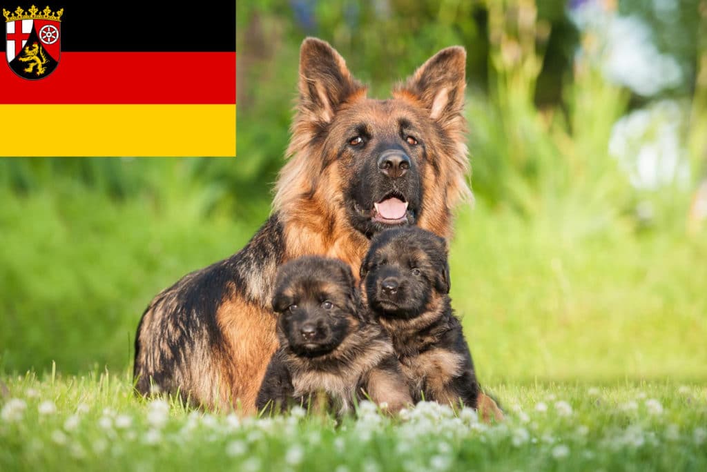 Schäferhund Züchter mit Welpen Rheinland-Pfalz