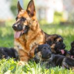Schäferhund Züchter für gesunde Welpen finden.