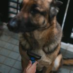 Schäferhund Pflege, Fellpflege