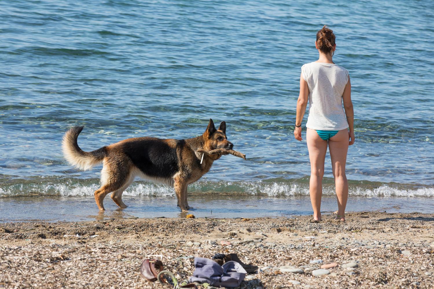 Reisen und Urlaub mit Schäferhund 