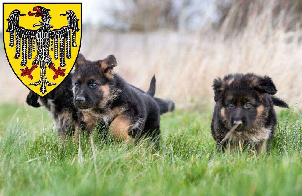 Schäferhund Züchter mit Welpen Aachen, Nordrhein-Westfalen