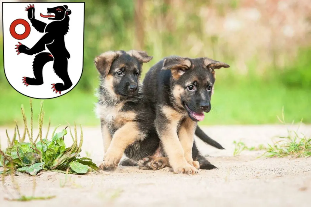 Schäferhund Züchter mit Welpen Appenzell, Schweiz