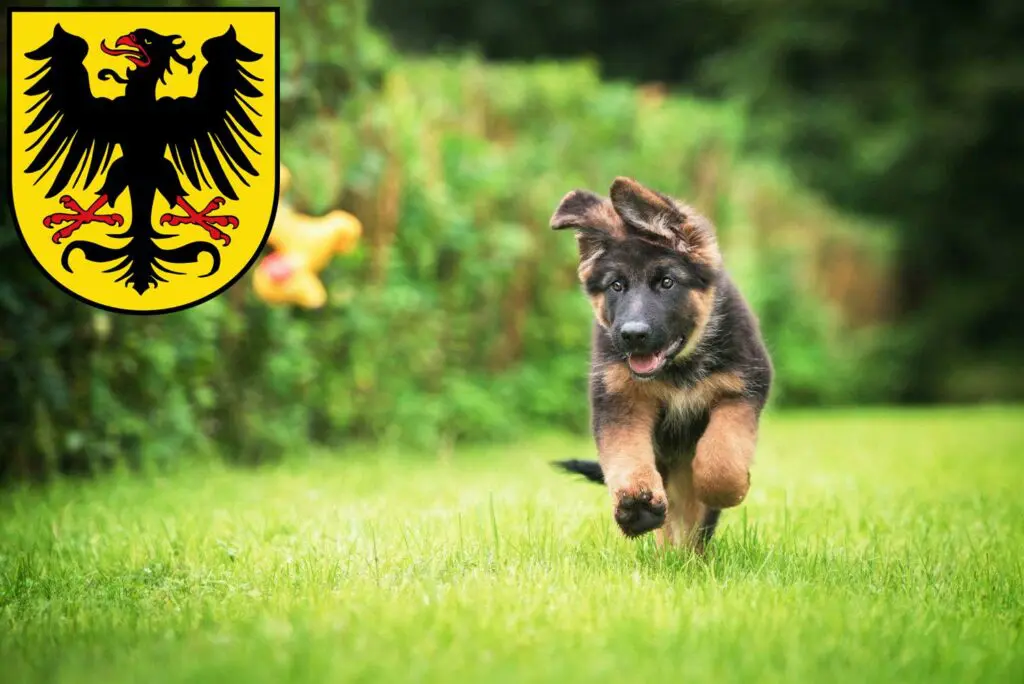 Schäferhund Züchter mit Welpen Arnstadt, Thüringen