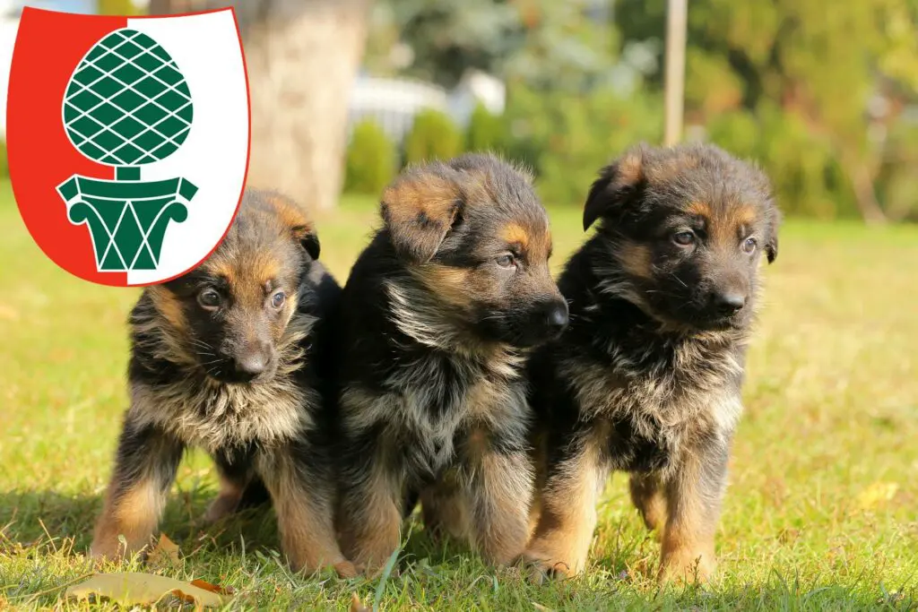 Schäferhund Züchter mit Welpen Augsburg, Bayern