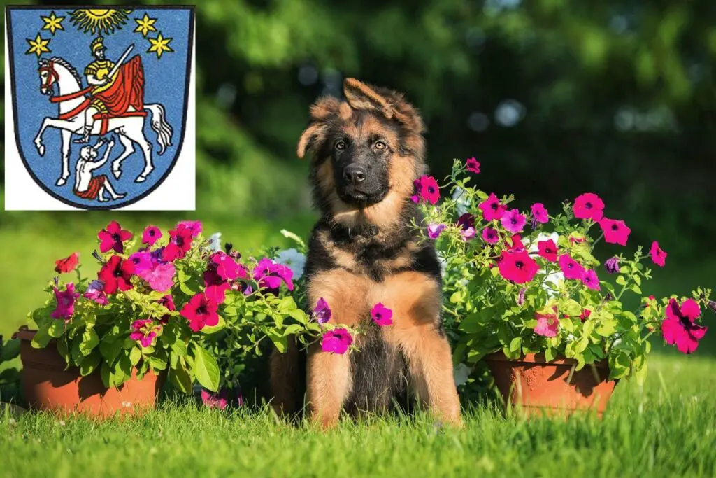 Schäferhund Züchter mit Welpen Bad Ems, Rheinland-Pfalz