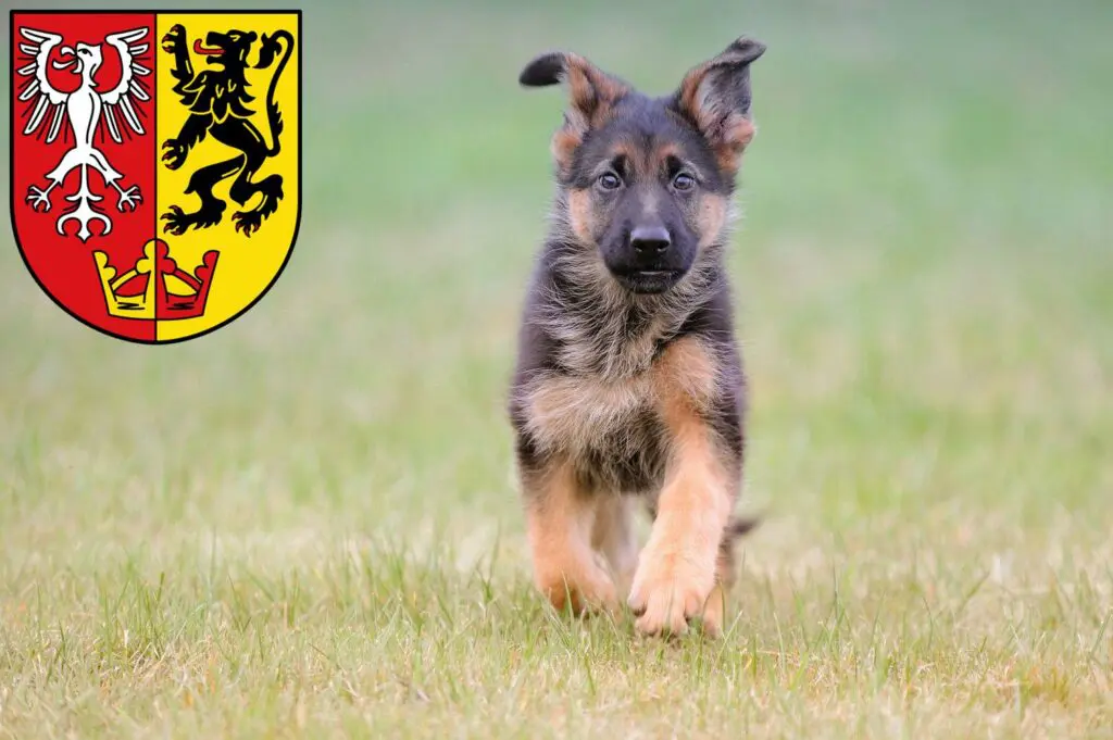 Schäferhund Züchter mit Welpen Bad Neuenahr-Ahrweiler, Rheinland-Pfalz