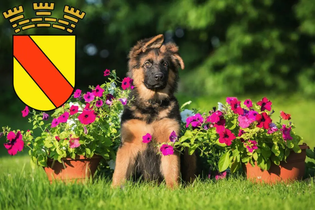 Schäferhund Züchter mit Welpen Baden-Baden, Baden-Württemberg