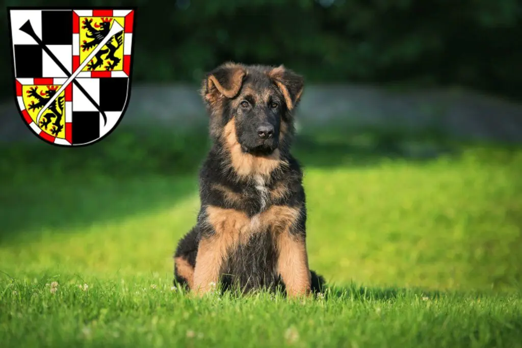 Schäferhund Züchter mit Welpen Bayreuth, Bayern