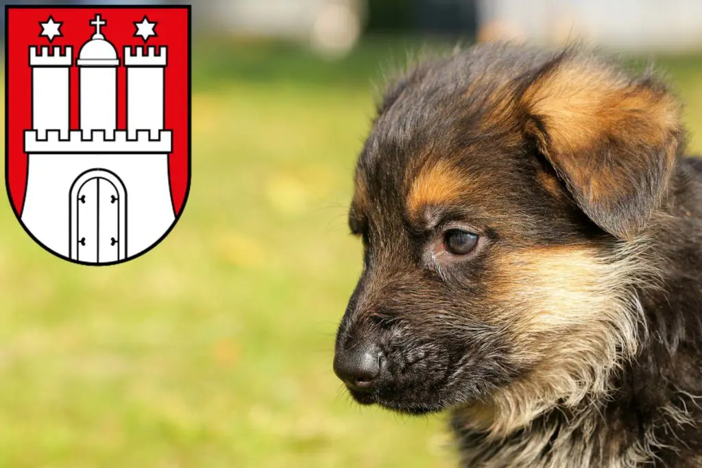 Schäferhund Züchter mit Welpen Bergedorf, Hamburg