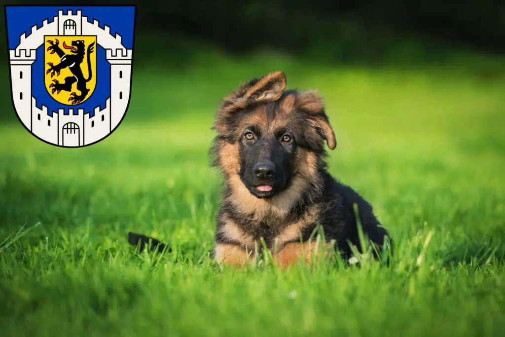 Schäferhund Züchter mit Welpen Bergheim, Nordrhein-Westfalen