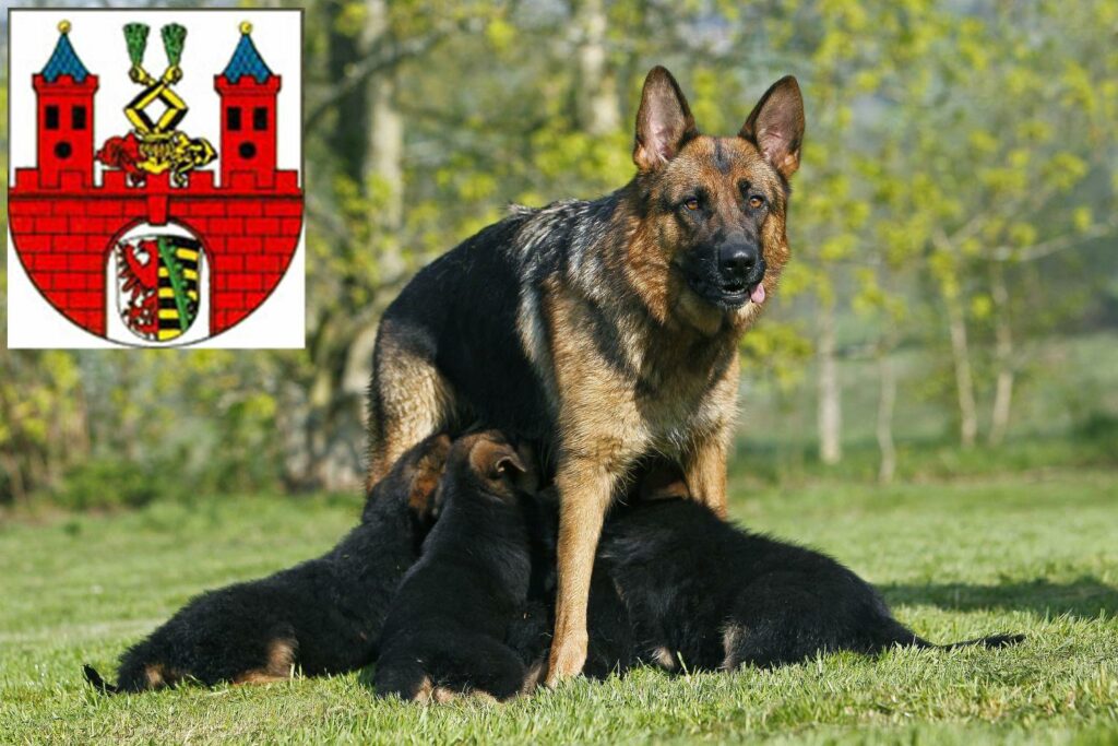 Schäferhund Züchter mit Welpen Bernburg (Saale), Sachsen-Anhalt
