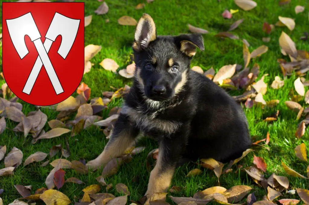 Schäferhund Züchter mit Welpen Biel, Schweiz