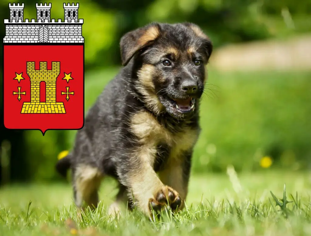 Schäferhund Züchter mit Welpen Bitburg, Rheinland-Pfalz