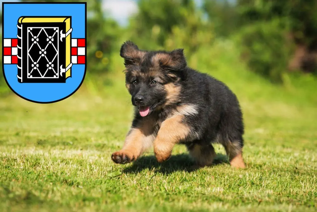 Schäferhund Züchter mit Welpen Bochum, Nordrhein-Westfalen