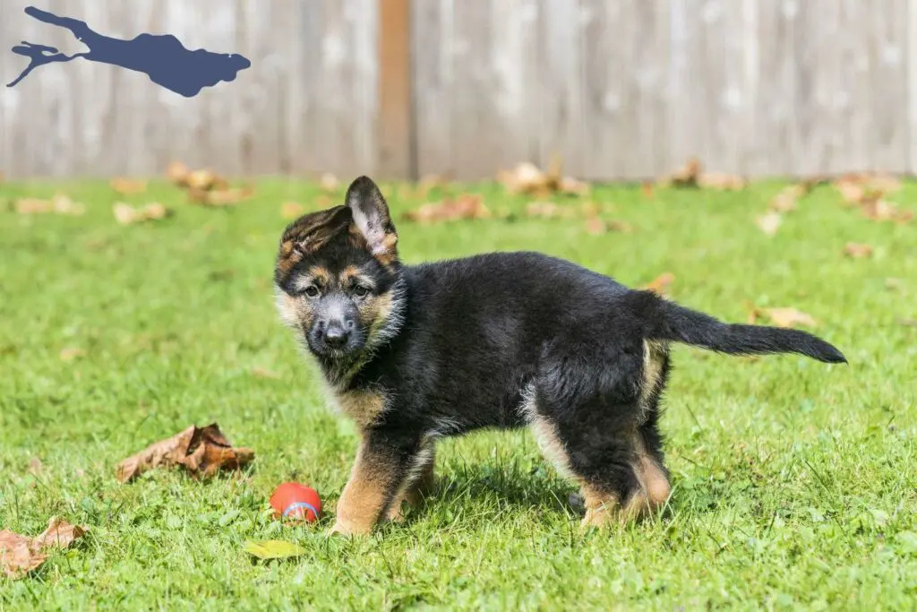 Schäferhund Züchter mit Welpen Bodensee, Baden-Württemberg