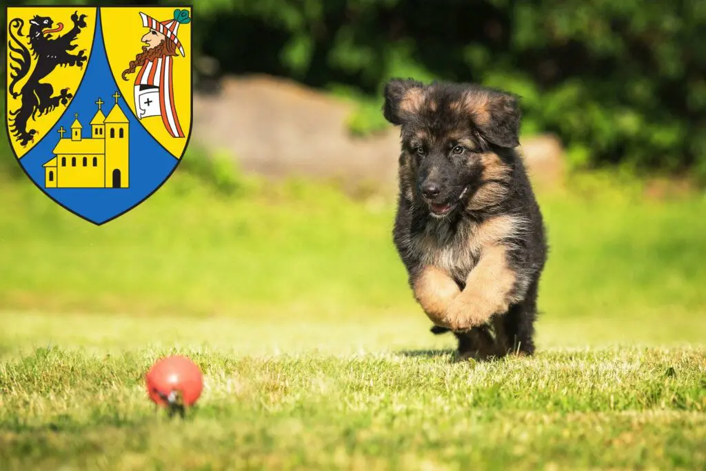 Schäferhund Züchter mit Welpen Borna, Sachsen