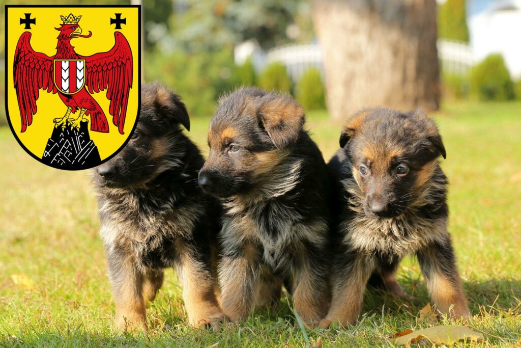 Schäferhund Züchter mit Welpen Burgenland, Österreich
