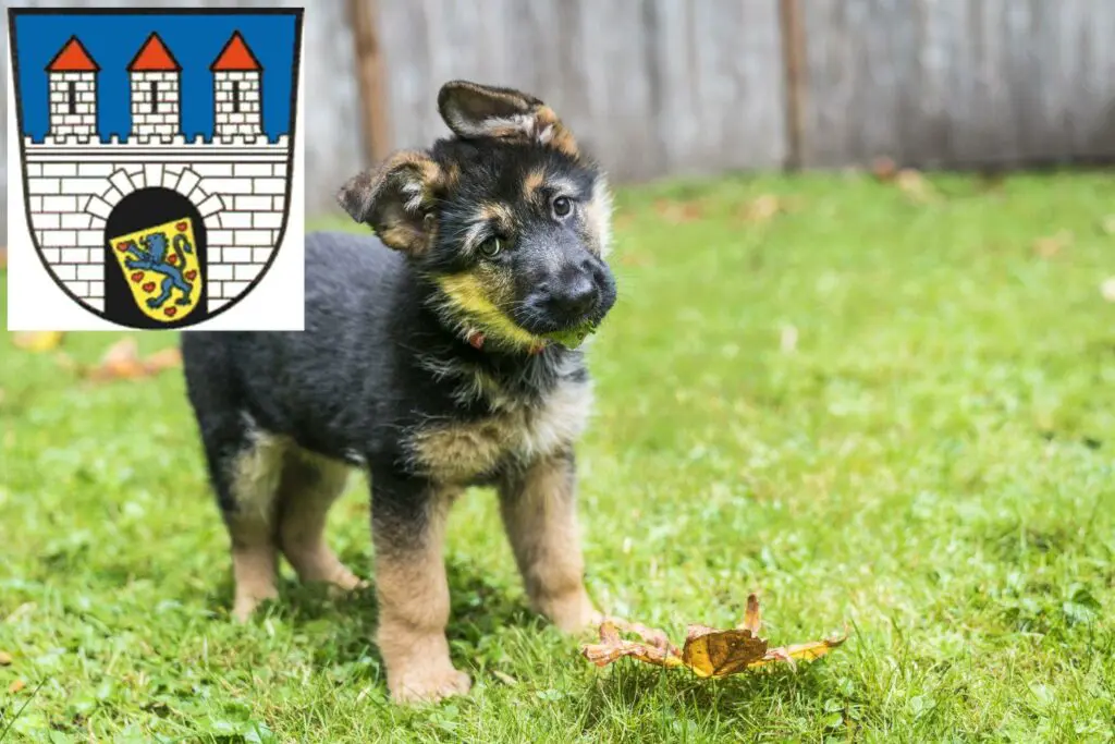 Schäferhund Züchter mit Welpen Celle, Niedersachsen