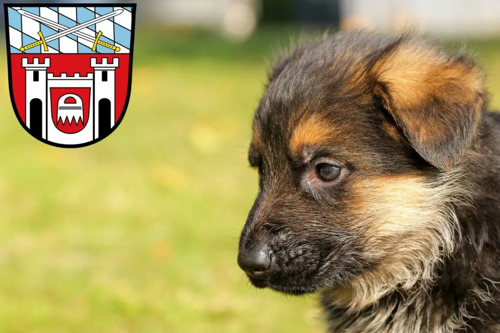 Schäferhund Züchter mit Welpen Cham (Oberpfalz), Bayern