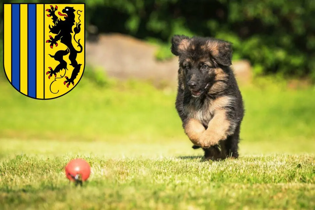 Schäferhund Züchter mit Welpen Chemnitz, Sachsen