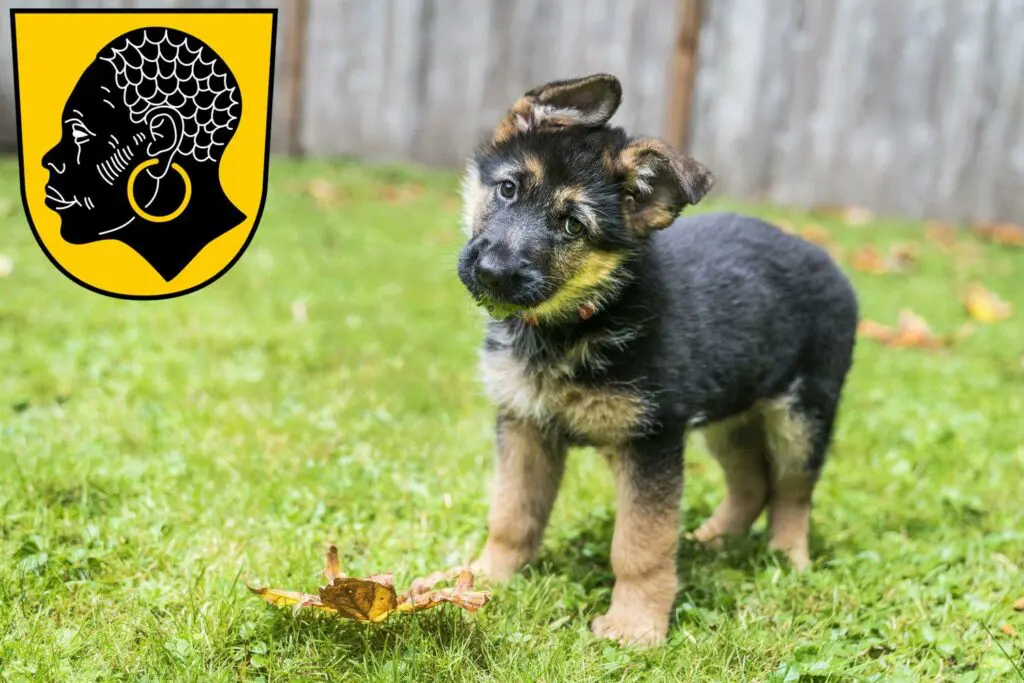 Schäferhund Züchter mit Welpen Coburg, Bayern