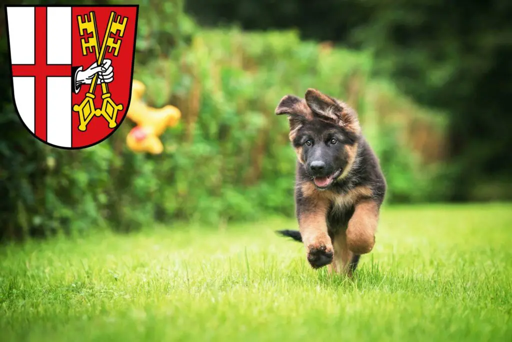 Schäferhund Züchter mit Welpen Cochem, Rheinland-Pfalz