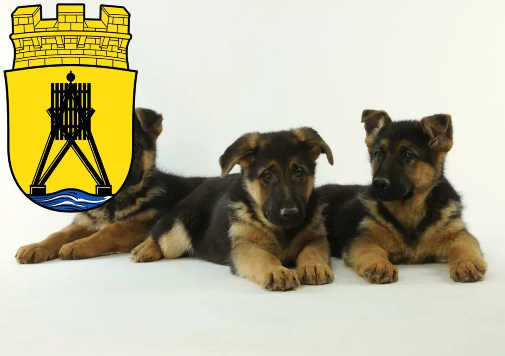Schäferhund Züchter mit Welpen Cuxhaven, Niedersachsen