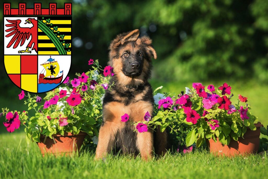 Schäferhund Züchter mit Welpen Dessau-Roßlau, Sachsen-Anhalt