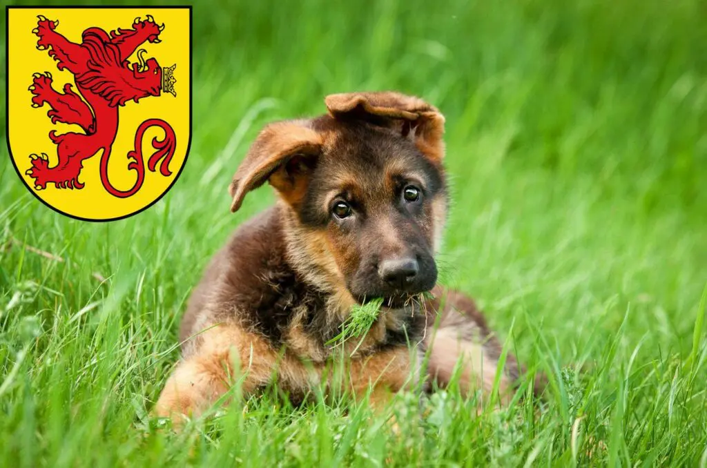 Schäferhund Züchter mit Welpen Diepholz, Niedersachsen