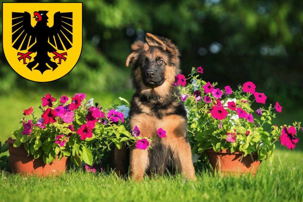 Schäferhund Züchter mit Welpen Dortmund, Nordrhein-Westfalen