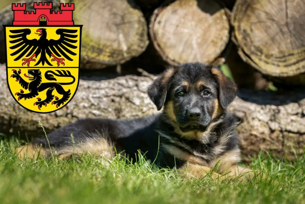 Schäferhund Züchter mit Welpen Düren, Nordrhein-Westfalen