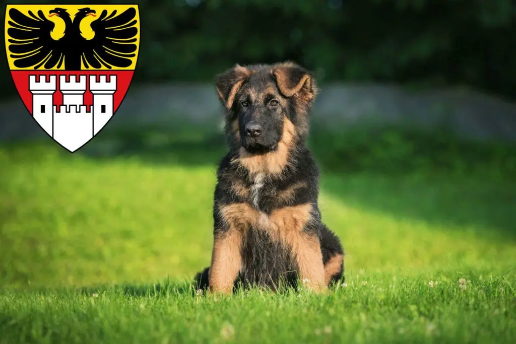 Schäferhund Züchter mit Welpen Duisburg, Nordrhein-Westfalen