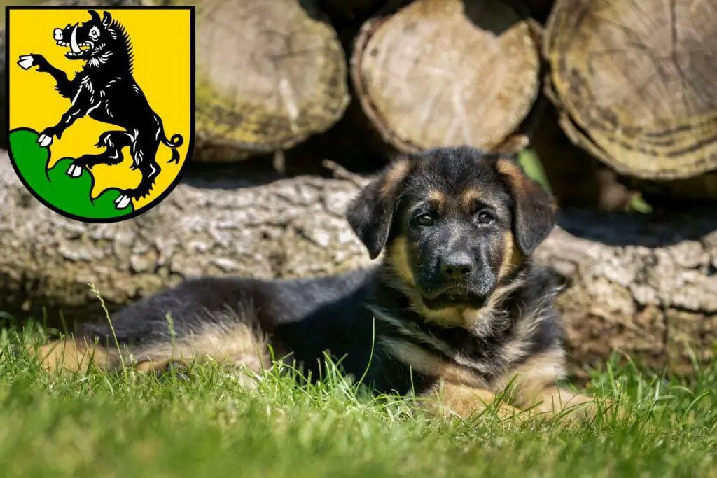 Schäferhund Züchter mit Welpen Ebersberg, Bayern