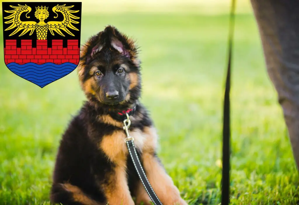 Schäferhund Züchter mit Welpen Emden, Niedersachsen