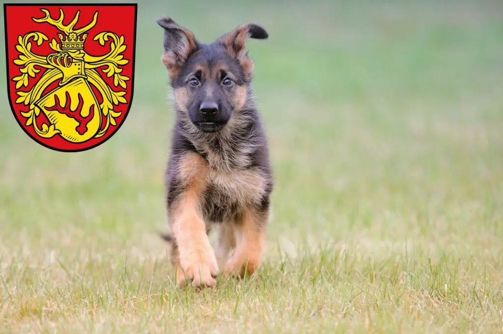 Schäferhund Züchter mit Welpen Forst (Lausitz), Brandenburg