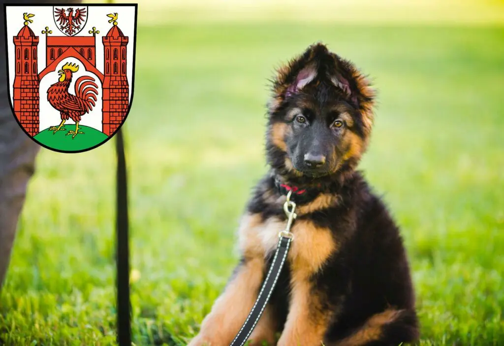 Schäferhund Züchter mit Welpen Frankfurt (Oder), Brandenburg