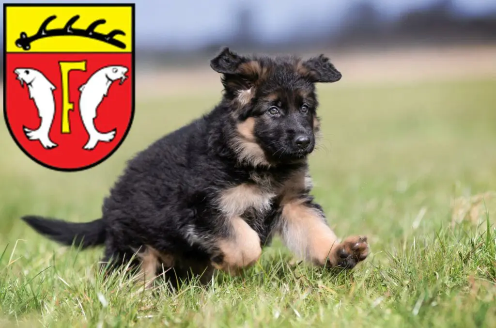 Schäferhund Züchter mit Welpen Freudenstadt, Baden-Württemberg