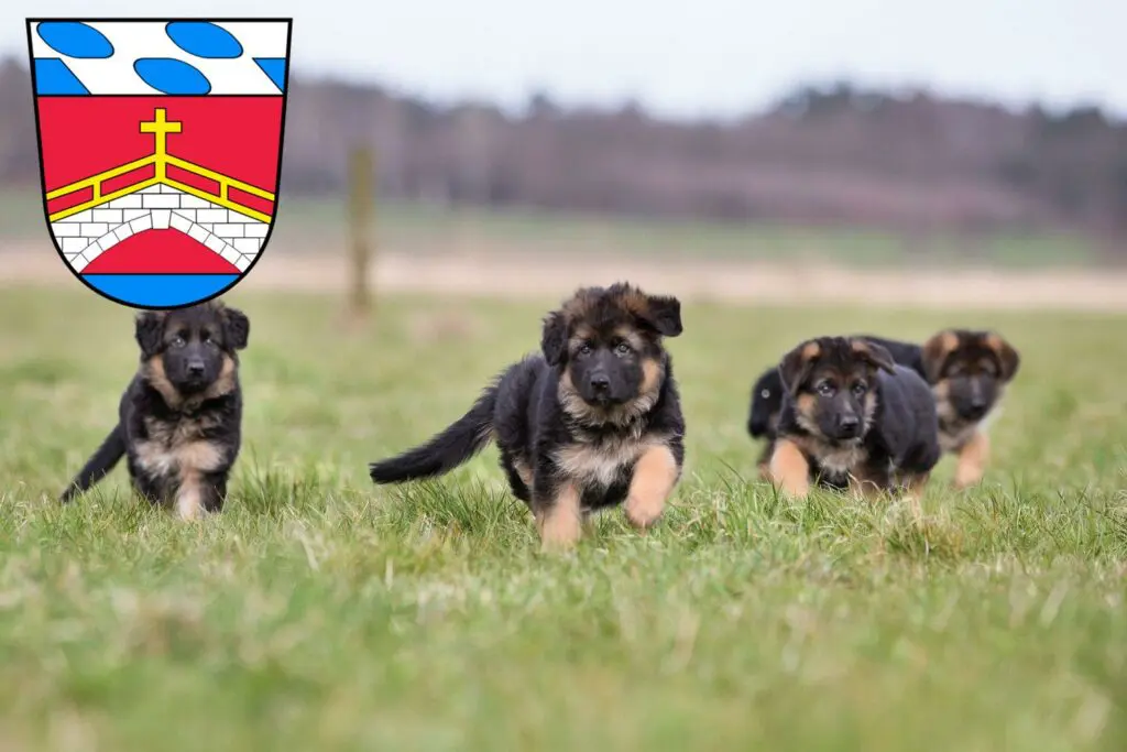 Schäferhund Züchter mit Welpen Fürstenfeldbruck, Bayern