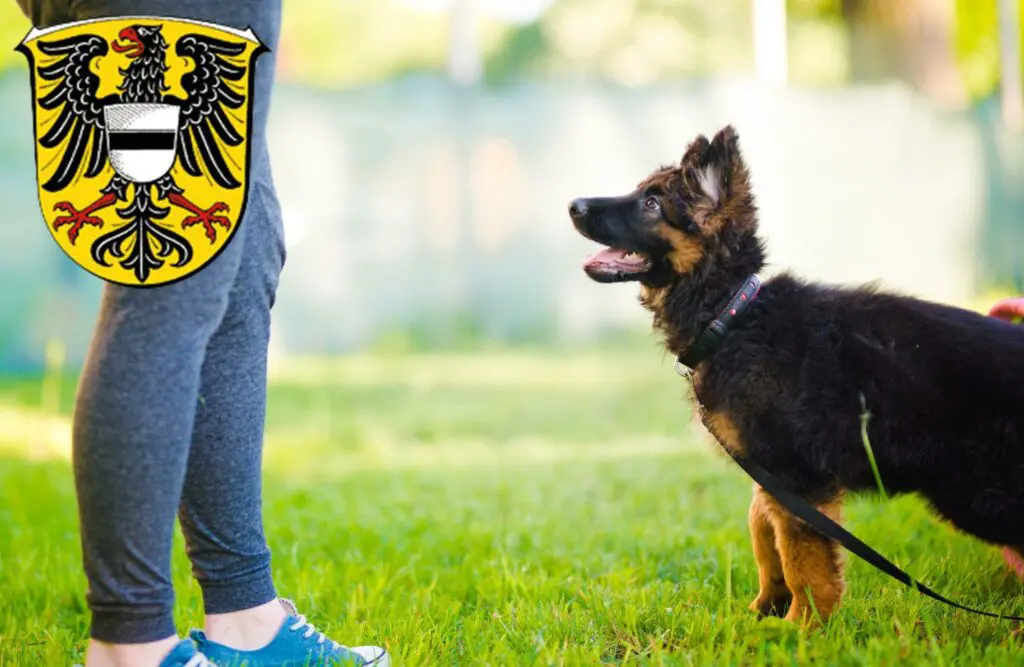 Schäferhund Züchter mit Welpen Gelnhausen, Hessen