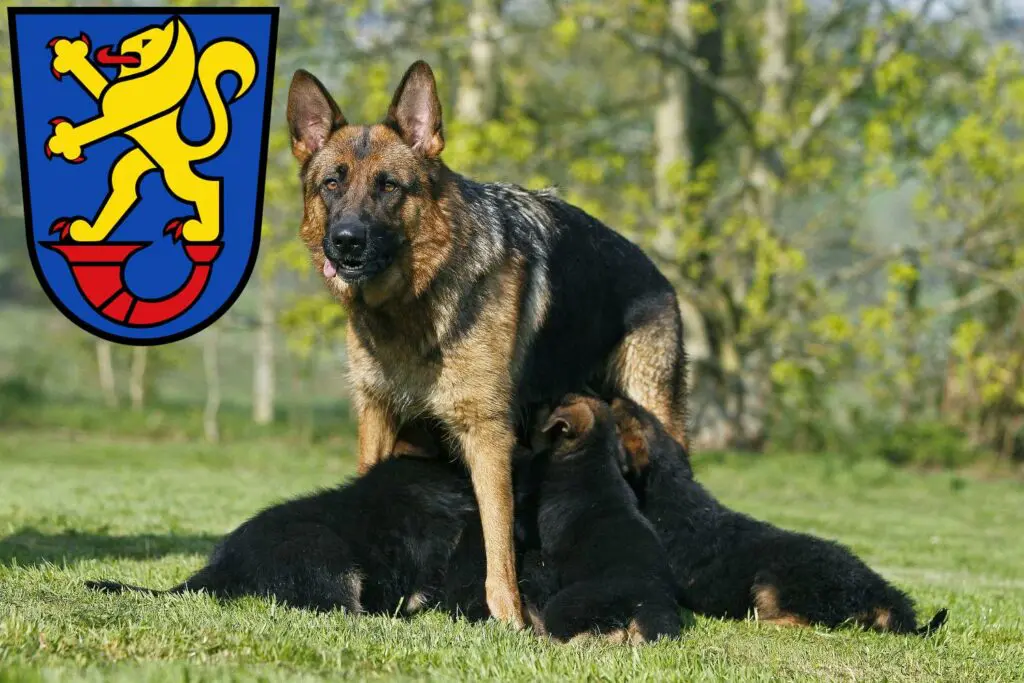 Schäferhund Züchter mit Welpen Gifhorn, Niedersachsen