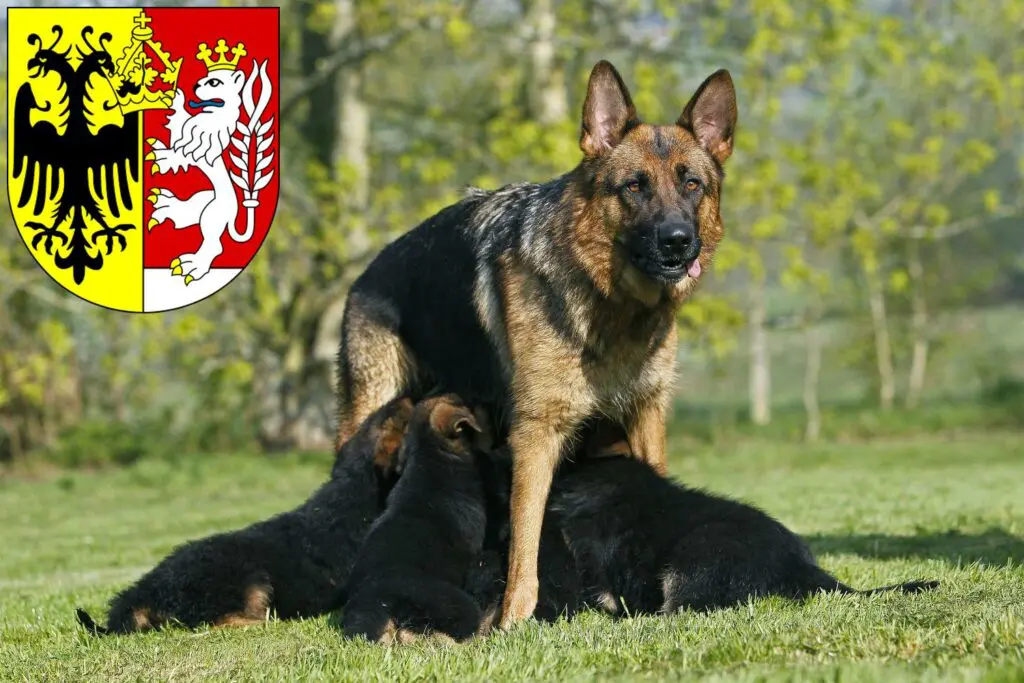 Schäferhund Züchter mit Welpen Görlitz, Sachsen