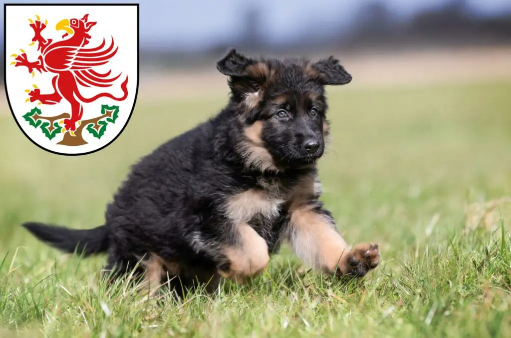 Schäferhund Züchter mit Welpen Greifswald, Mecklenburg-Vorpommern