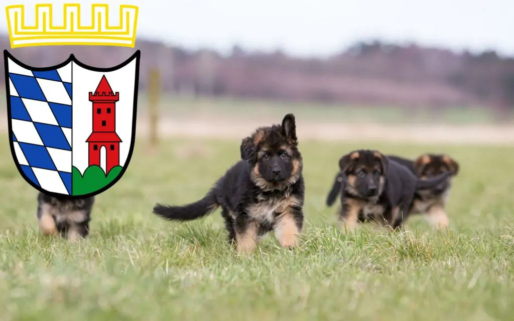 Schäferhund Züchter mit Welpen Günzburg, Bayern