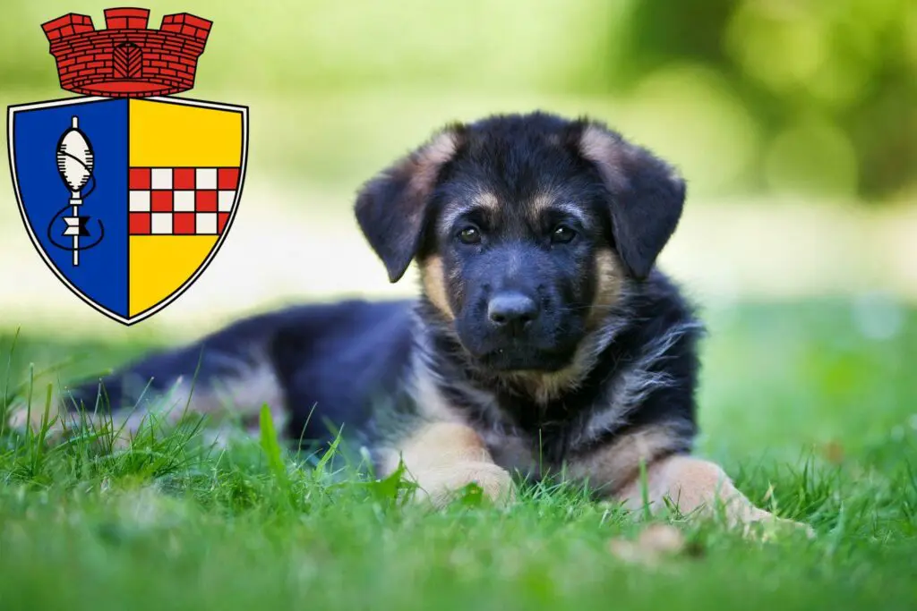 Schäferhund Züchter mit Welpen Gummersbach, Nordrhein-Westfalen