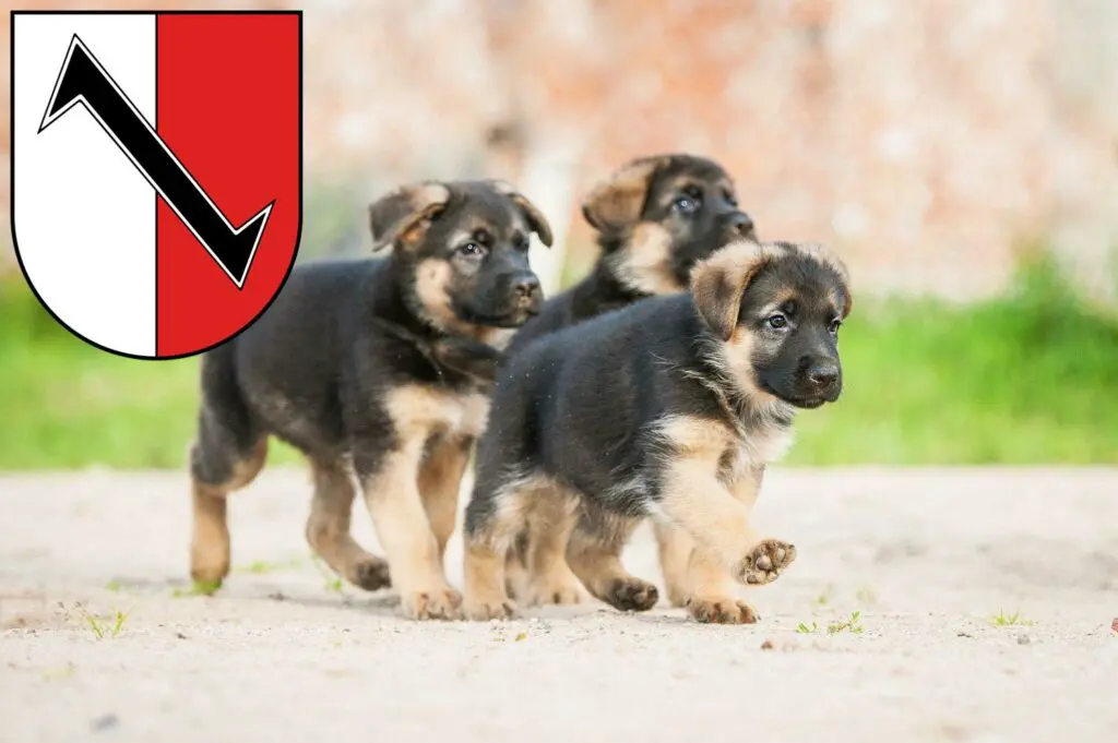 Schäferhund Züchter mit Welpen Halberstadt, Sachsen-Anhalt